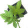 Hops, Cascade, Humulus lupulus, Live Plant in 3–4-inch Pot | ORGANIC