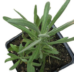Lavender, Lavendula angustifolia, Live Plant in 3–4-inch Pot, Provence Lavender | ORGANIC