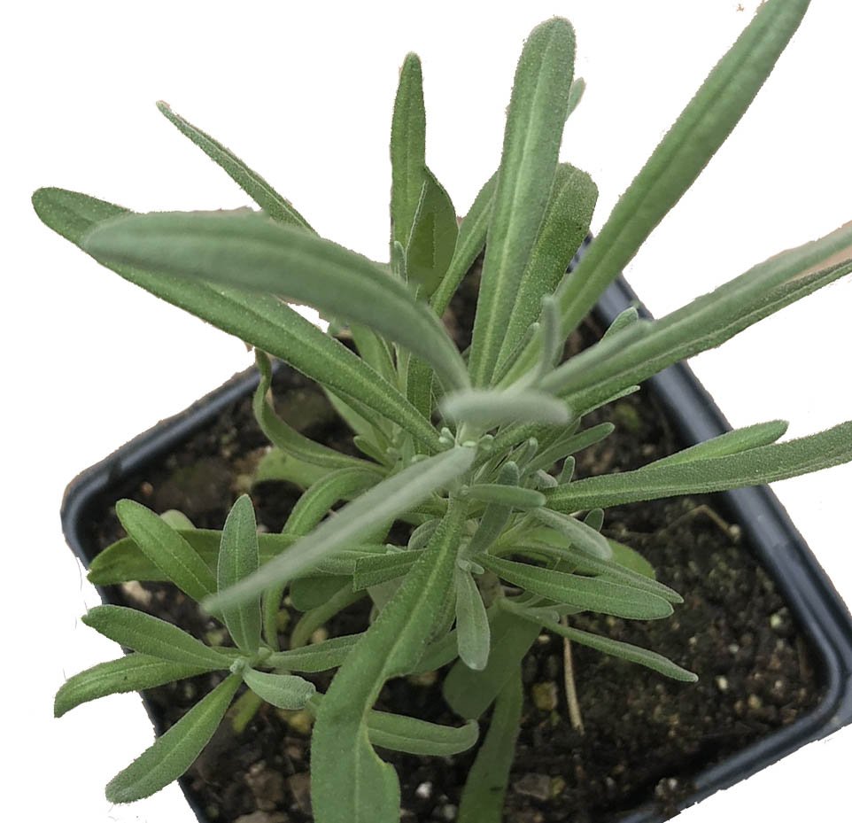 lavender weed plant Lavender, Lavendula angustifolia, Live Plant in 3–4-inch Pot, Provence Lavender