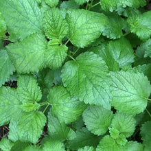 Lemon Balm (Melissa officinalis) Organic Plant in 2.5-inch Pot by Smoke Camp Crafts