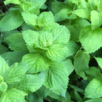 Mint, Apple, Mentha suavolens, Live Plant in 3–4-inch Pot | ORGANIC