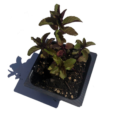 Chocolate Mint Plant (Mentha piperita 'Chocolate Mint') 2–3-inch pot | ORGANIC