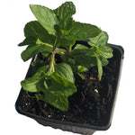 Mint, Spearmint Plant, (Mentha spicata) 2.5-inch pot | ORGANIC