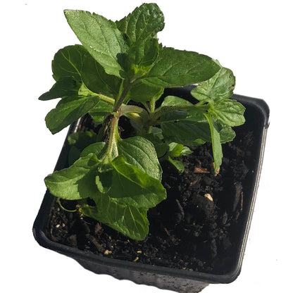 potted spearmint plant Mint, Spearmint Plant, (Mentha spicata) 2.5-inch pot