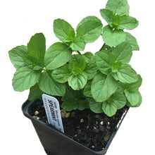 Mint, Spearmint Plant, (Mentha spicata) 2.5-inch pot | ORGANIC
