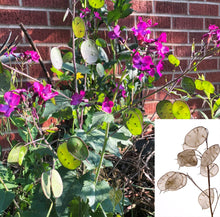 Money Plant Seeds (Lunaria Annua Violet) 25 Seeds (0.6 grams)