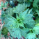 Motherwort, Leonurus cardiaca, Live Plant in 3–4-inch Pot | ORGANIC
