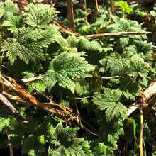 ORGANIC Motherwort Seeds (Leonurus cardiaca) 100 Seeds (0.1 grams)