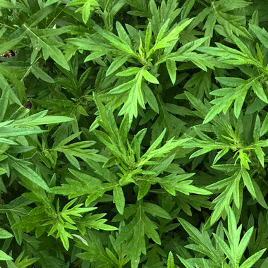 Mugwort, Artemisia vulgaris, Live Plant in 2.5-inch Pot | ORGANIC