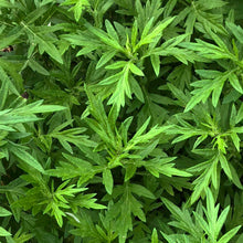 Mugwort (Artemisia vulgaris) Organic Live Plant in 2.5-inch Pot by Smoke Camp Crafts