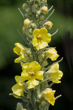 Mullein Seeds (Verbascum thapsus) 500 Seeds (0.5 grams) | Bulk Common Mullein Seeds for Planting | Toilet Paper Plant