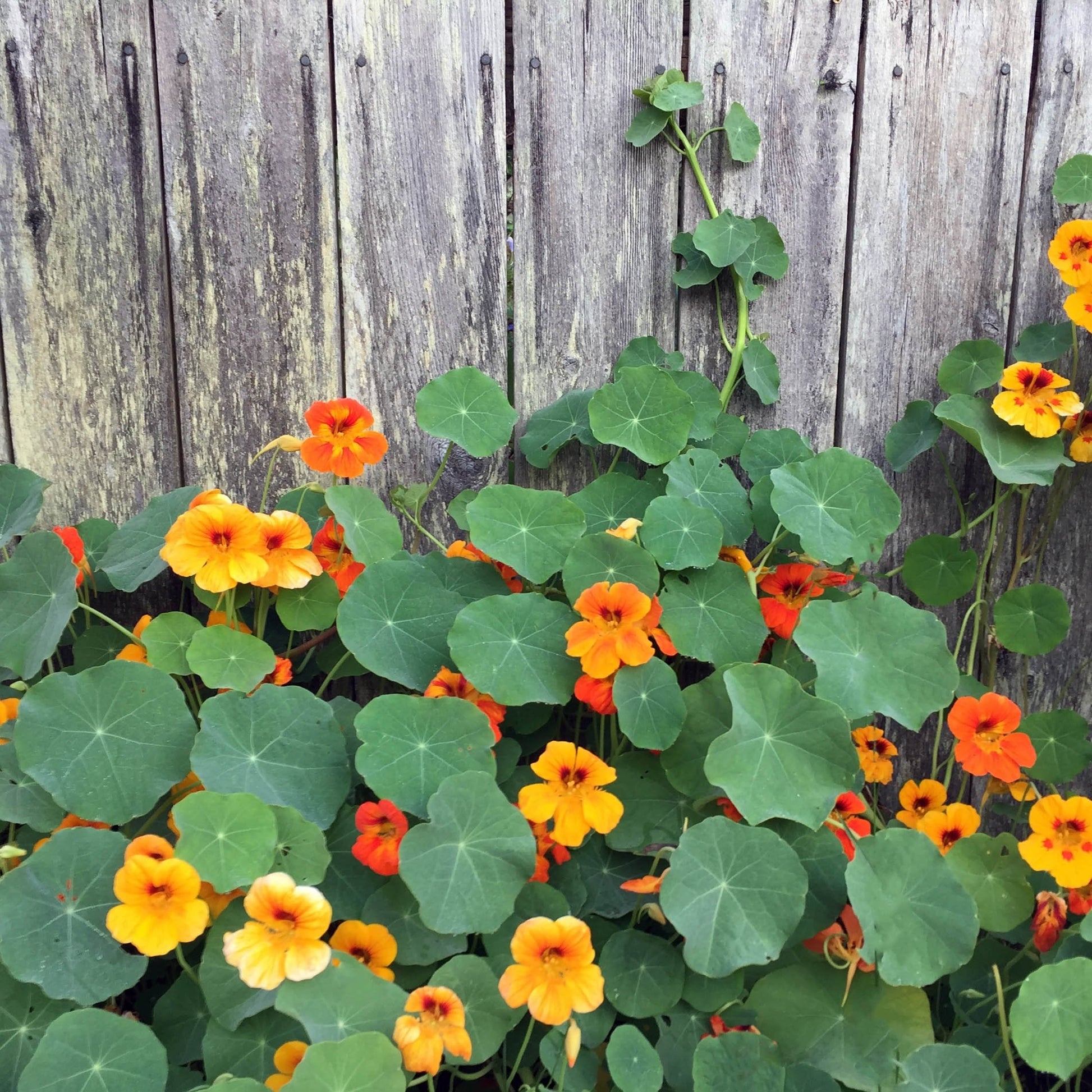 planting nasturtium seeds outside Nasturtium, Jewel Mix (Tropaeolum majus) 100 Seeds (14 grams) – Smoke Camp Crafts