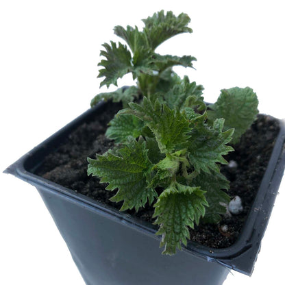 Nettle, Urtica dioica, Live Plant in 2.5-inch Pot | ORGANIC
