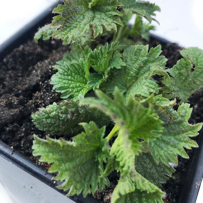Nettle, Urtica dioica, Live Plant in 2.5-inch Pot | ORGANIC
