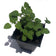 Oregano, Greek Plant, (Origanum vulgare) 2.5-inch pot | ORGANIC
