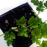 Parsley, Italian, Flat-leaved, Petroselenium crispum, Live Plant in 3-4-inch Pot | ORGANIC