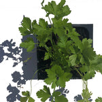 Parsley, Italian, Flat-leaved, Petroselenium crispum, Live Plant in 3-4-inch Pot | ORGANIC
