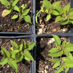 Pineapple Sage Plant - Salvia elegans, Live Plant in 2.5-inch Pot - Hummingbird Plant | ORGANIC