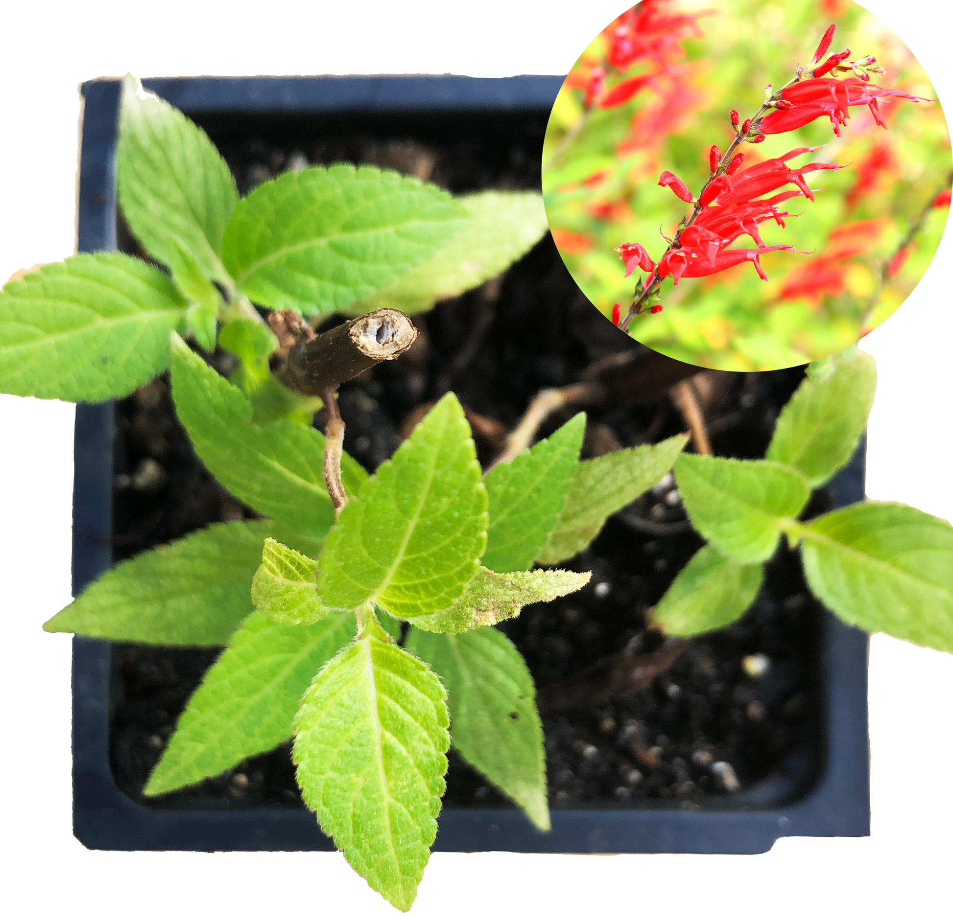 companion plants for pineapple sage Pineapple Sage Plant - Salvia elegans, Live Plant in 2.5-inch Pot - Hummingbird Plant