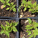 Pineapple Sage Plant - Salvia elegans, Live Plant in 2.5-inch Pot - Hummingbird Plant | ORGANIC