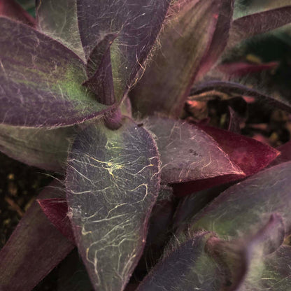 purple heart succulent plant Purple Heart Plant, Tradescantia pallida – Smoke Camp Crafts