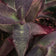 Purple Heart Plant, Tradescantia pallida, Live Plant in 3–4-inch Pot | ORGANIC