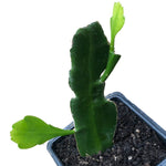 Queen of the Night Plant, (Epiphyllum oxypetalum) 2.5-inch pot | ORGANIC