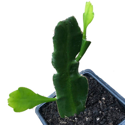 queen of the night house plant Queen of the Night Plant, (Epiphyllum oxypetalum) 2.5-inch pot