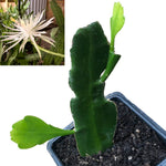 Queen of the Night Plant, (Epiphyllum oxypetalum) 2.5-inch pot | ORGANIC