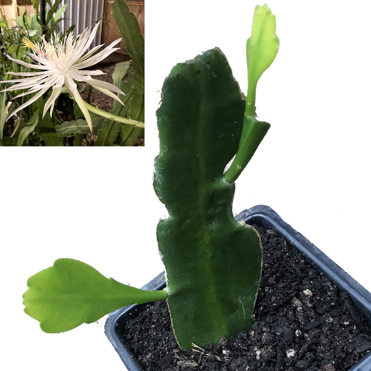 queen of the night succulent Queen of the Night Plant (Epiphyllum oxypetalum)
