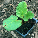 Rhubarb, Victoria Seeds (Rheum rhabarbarum) 25 Seeds (0.5 grams)