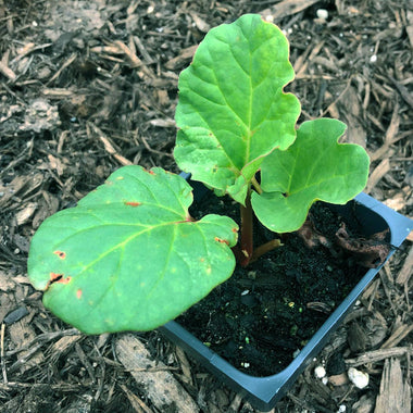 Rhubarb, Victoria Plant, (Rheum rhabarbarum) 2.5-inch pot