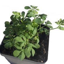 Rue Seeds (Ruta graveolens) 100 Seeds (0.2 grams)