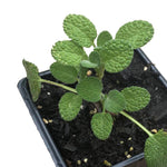 Sage, Bergarten, Salvia officinalis 'Bergarten', Live Plant in 3–4-inch Pot | ORGANIC