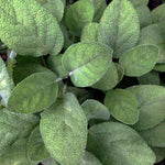 Sage, Bergarten, Salvia officinalis 'Bergarten', Live Plant in 3–4-inch Pot | ORGANIC