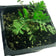 Tansy Plant, (Tanacetum vulgare) in a 2.5-inch pot | ORGANIC