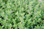 Thyme Plant, (Thymus vulgaris) in a 2.5-inch pot | ORGANIC