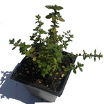 Lemon Thyme Plant, (Thymus vulgaris x citriodorus) in a 2–3-inch pot | ORGANIC