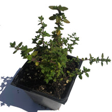 Lemon Thyme (Thymus citriodorus) Organic Plant in a 2.5-inch Pot by Smoke Camp Crafts