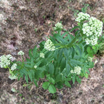 Valerian, Valeriana officinalis, Live Plant | ORGANIC