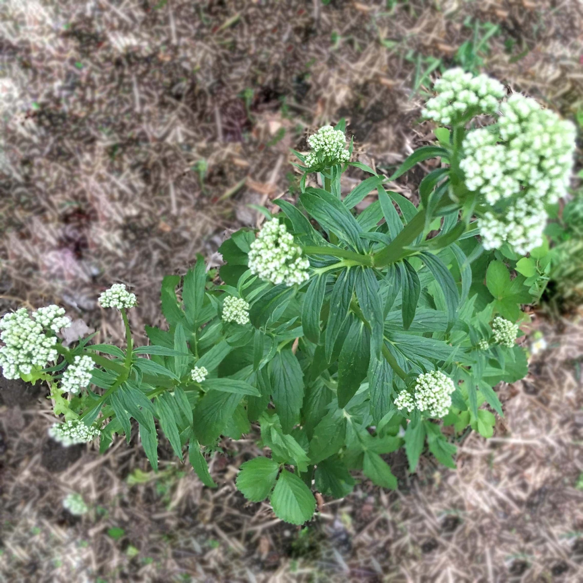 valerian potted plant Smoke Camp Crafts 5' Valerian Plant Live Plants in 2.5" Pots