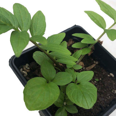 Valerian, Valeriana officinalis, Live Plant in 2.5 inch Pot | ORGANIC