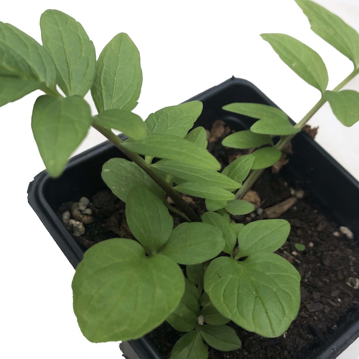 valerian plant seeds Valerian Seeds (Valeriana officinalis) 75 Seeds (0.1 grams)