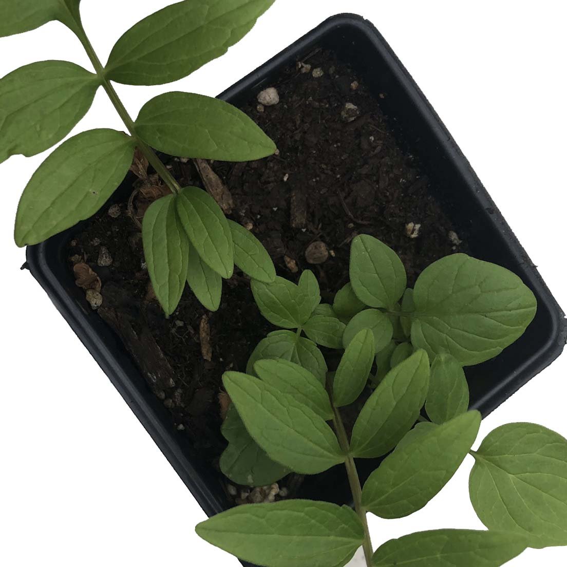 valerian potted plant Valerian Seeds (Valeriana officinalis) 75 Seeds (0.1 grams)