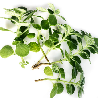 succulent vicks plant Vicks Plant (Plectranthus tomentosa) ORGANIC Cuttings - 10 Cuttings by Smoke Camp Crafts
