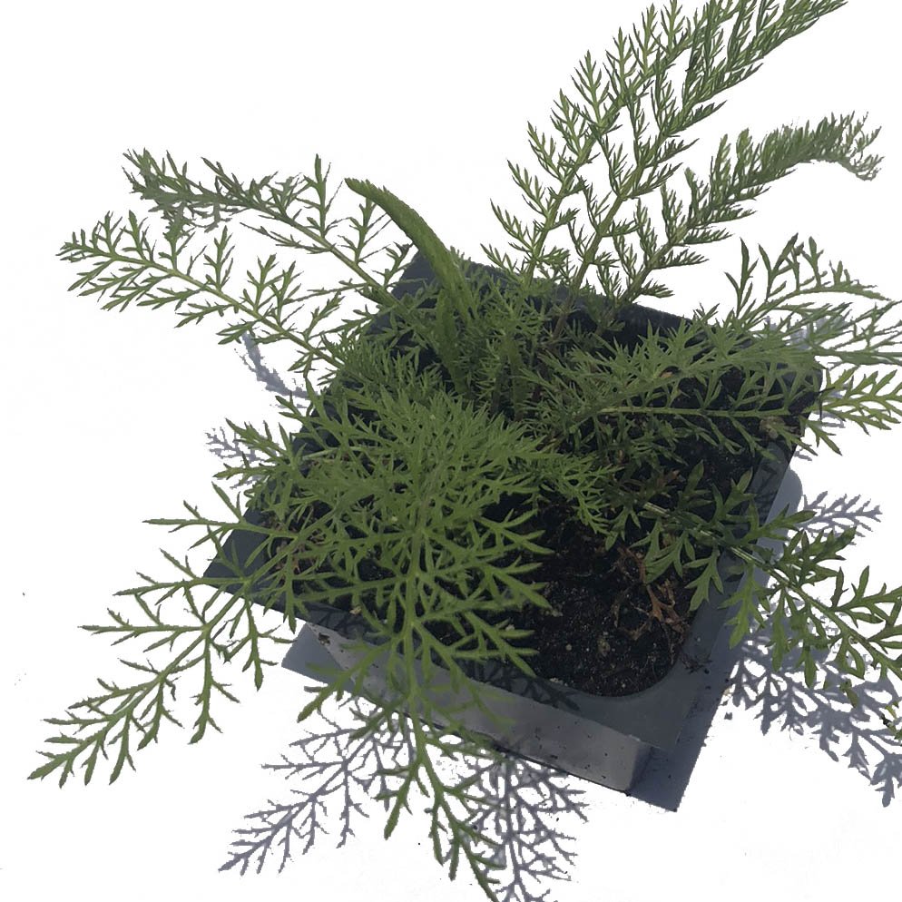 plant yarrow seeds Yarrow Seeds (Achillea millefoleium) 150 Seeds (0.1 grams)