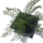 Yarrow Plant, (Achillea millefoleium) in a 2.5-inch pot | ORGANIC