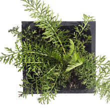 Yarrow Plant, (Achillea millefoleium) in a 2.5-inch pot | ORGANIC