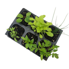 Garden Starts Plant Pack - Six Transplants Plugs for Your Vegetable Garden - Rhubarb, Chives, Tomato, Pepper, Beets, Lettuce Starts