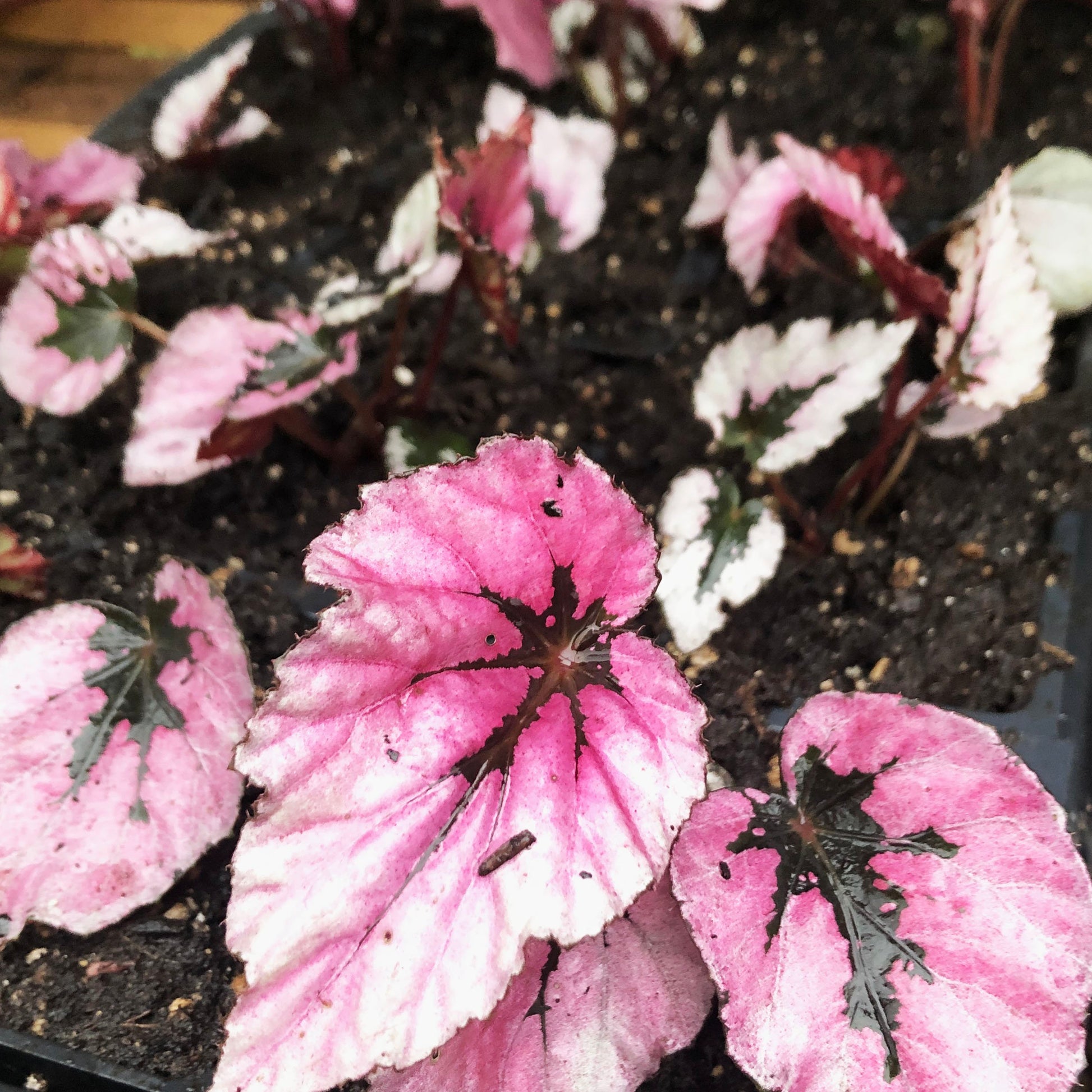 house begonia plants Rex Begonia Plant, (Begonia rex 'Flamenco') – Smoke Camp Crafts